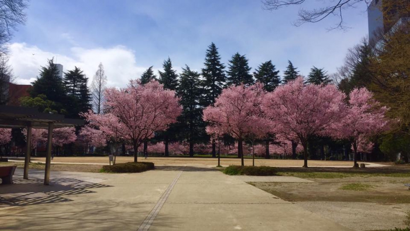 現在の錦町公園は桜の名所として親しまれています